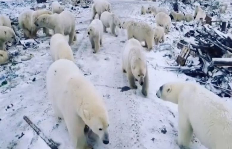 A group of polar bears filmed from a car in Novaya Zemlya, Russia. Polar bears are the largest species of bear on the planet, and males can weigh 450 kilograms. When they stand on their hind legs they can reach three meters in height 