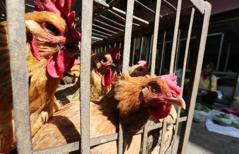 China records first human death from H3N8 bird flu.