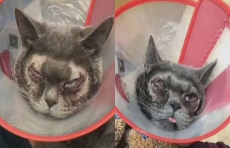 Owner spends 10,000 yuan on double eyelid operation for her cat