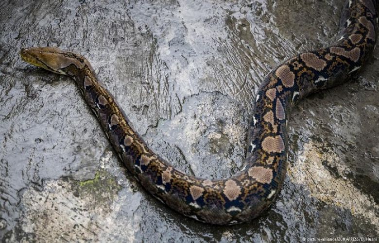 Indonesia police terrorize suspect with snake