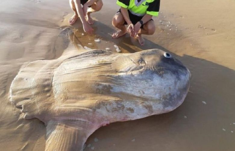 A group of fishermen found the odd creature washed up on the beach