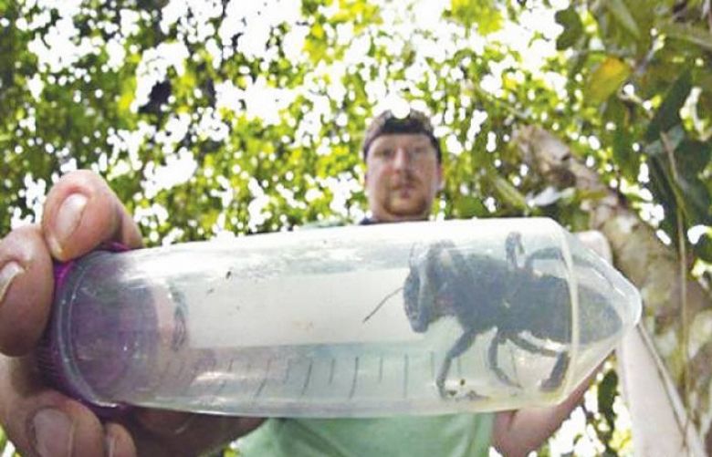 World’s biggest bee found alive