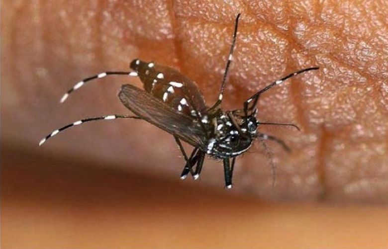 Family paid to transport dengue mosquito caught red-handed in Peshawar