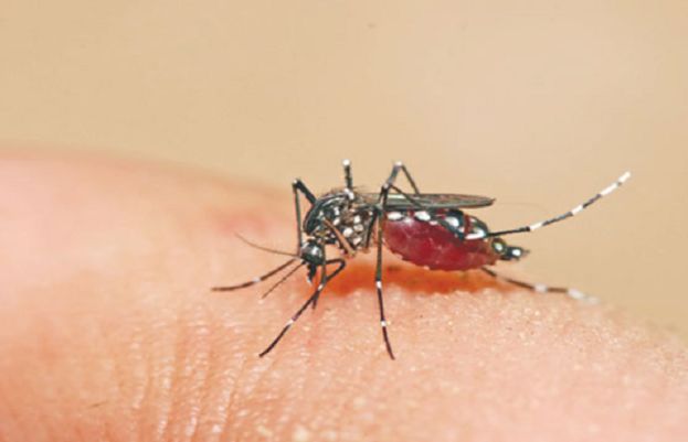 Dengue fever claims life of young man in Karachi; 260 cases reported – SUCH TV