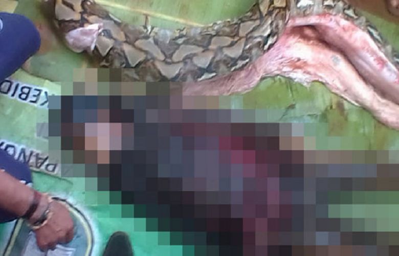 Indonesian woman swallowed whole by 23-foot python