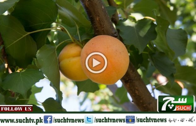 Apricot Fruit  Benifits in Ramadan
