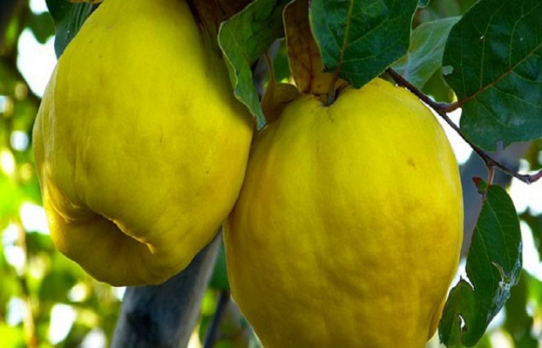 Quince fruit: A magical food with 5 health benefits