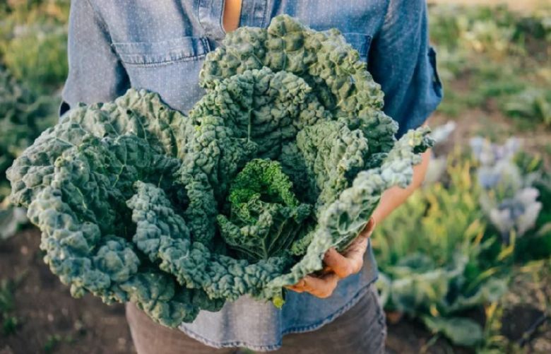 5 Health Benefits of Kale