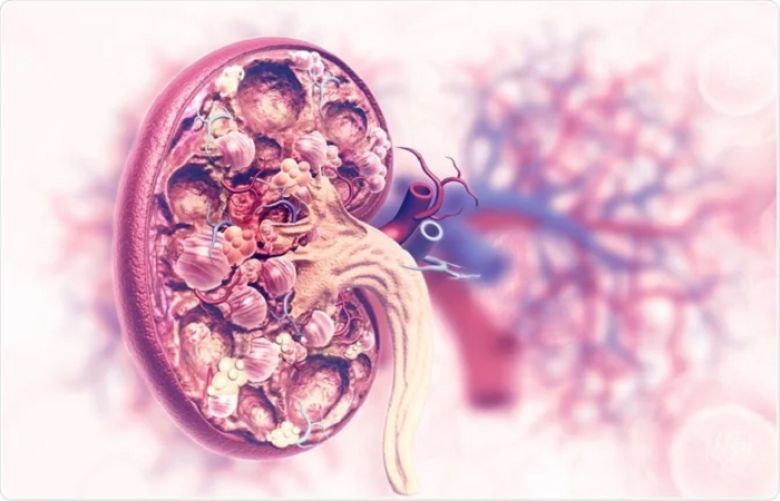 Kidney disease does not tend to cause symptoms when it&#039;s at an early stage.