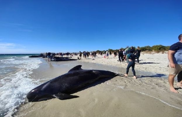 More than 100 pilot whales stranded in Western Australia
