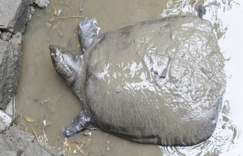 The world’s rarest turtle has moved a step closer to extinction after a female specimen died in a Chinese zoo