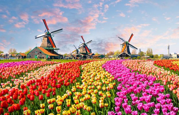 Dutch garden Keukenhof opens for 75th time to expose millions of tulips