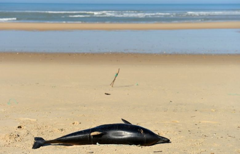 Nicolas Tucat, AFP | A dead dolphin lies on a beach of the Atlantic Ocean near Lacanau, southwestern France, on March 22, 2019.