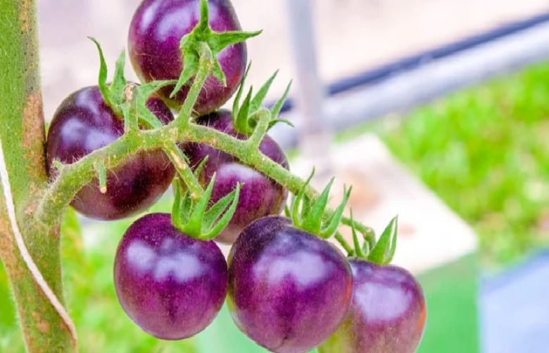  purple tomatoes 