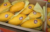 Pakistani mangoes land in China via newly opened cargo rout