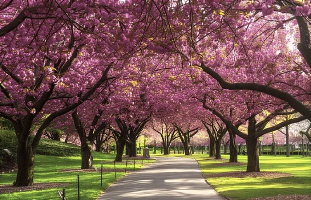 Cherry Blossom in Hunza and Skardu Valleys: The Hidden Rival of Japan’s Sakura