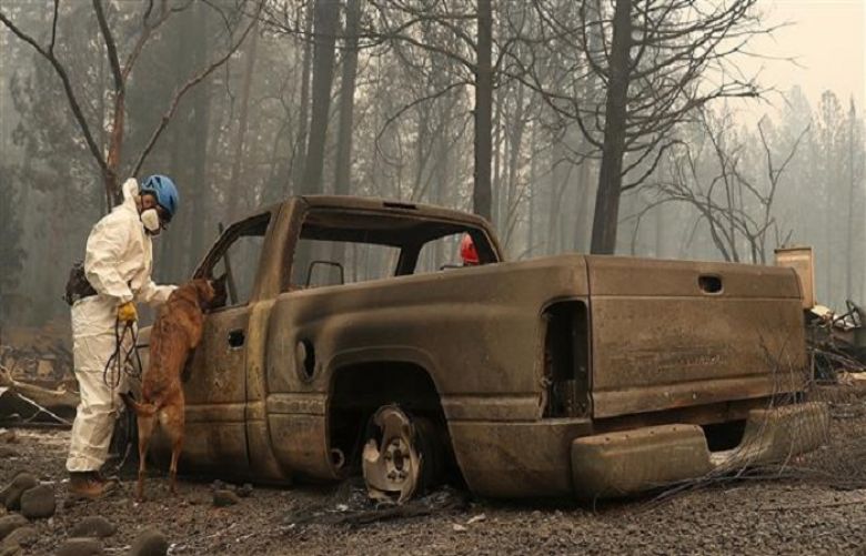  A rescue worker uses a cadaver dog to search for human remains at a mobile home park that was destroyed by the Camp Fire on November 14, 2018 in Paradise, California. 