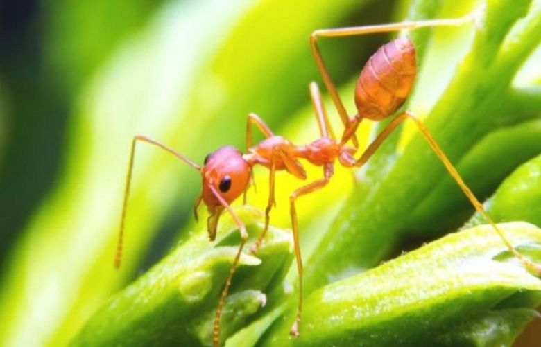 Ants show &#039;lazy&#039; approach may be best for digging