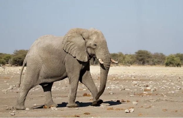 Elephant passes away 