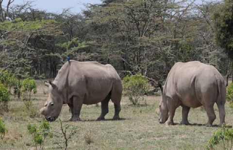 World's first IVF White Rhino pregnancy could save near-extinct last 2 animals