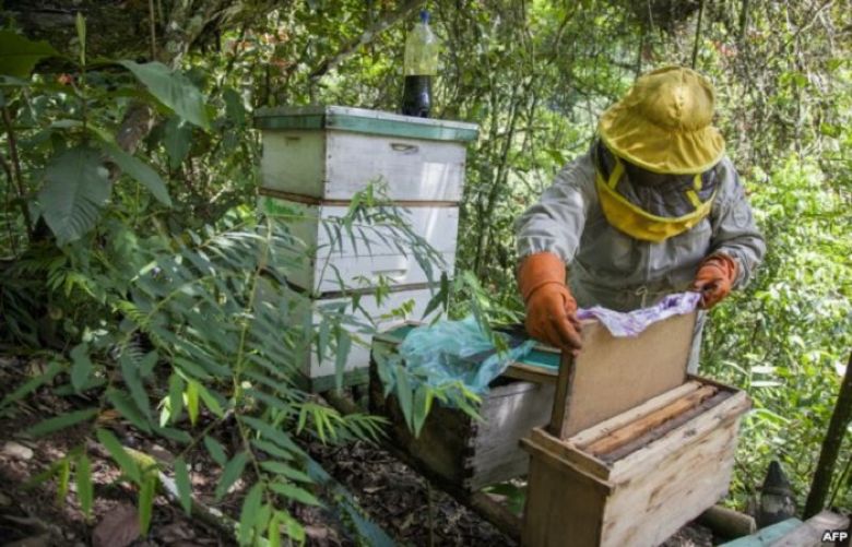 Nancy Carlo Estrada works with her bees outside of Coroico, Bolivia, Dec. 20, 2018.