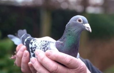 The racing pigeon was sold in an online auction 
