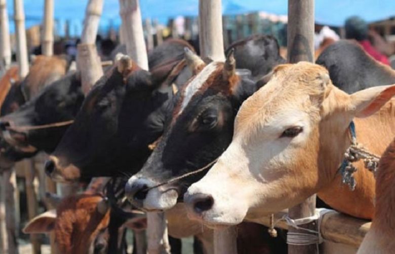 Muslim man beaten to death in India for allegedly slaughtering cows