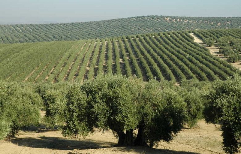 Serious steps are to be taken in order to increase the olive production in the country