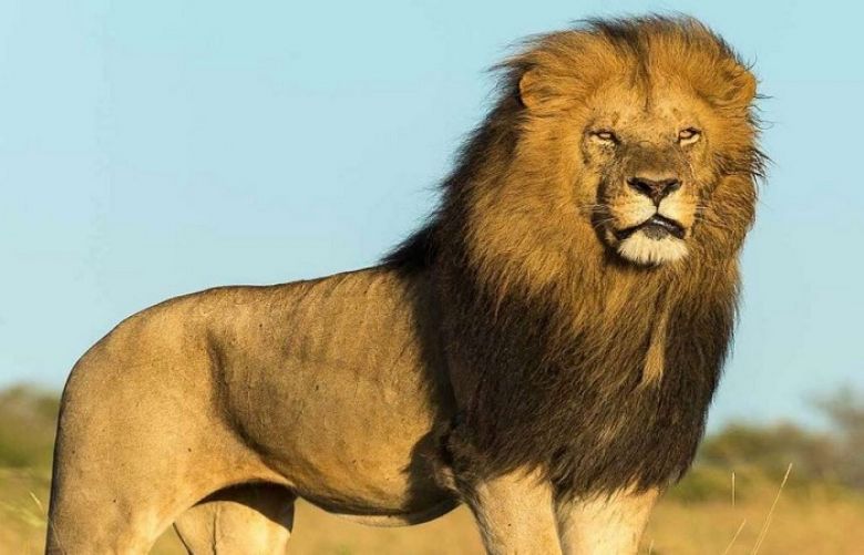 Indian man was mauled to death by a lion