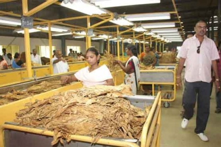 Asian tobacco growers reject curbs