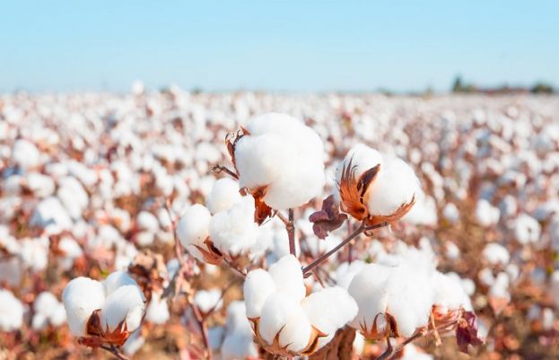 Cotton prices in Pakistan pushed to an 11-year high 
