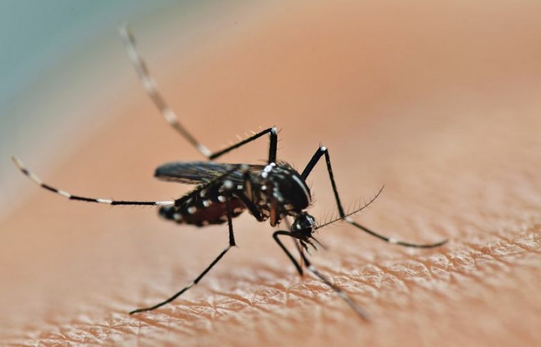 Another dengue case repoerted in Punjab 