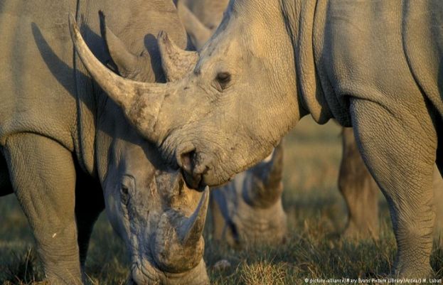 China ends 25-year ban on rhino horn trade
