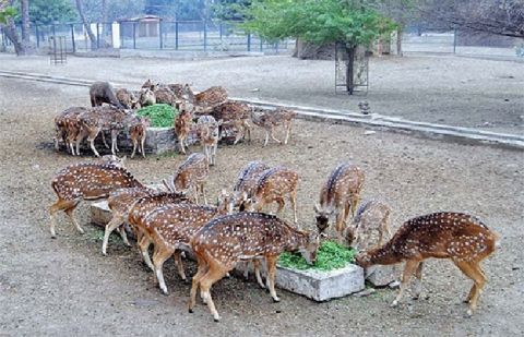 Seven rare deer die at Bahawalpur zoo