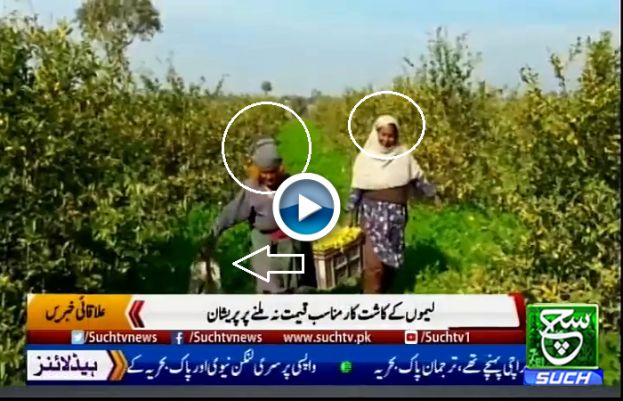 Farmers of Hafizabad Worried About low prices of Crops