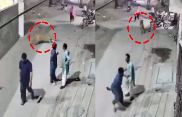 Lahore: Lion Attack Leaves Two Children Among Three Injured – SUCH TV