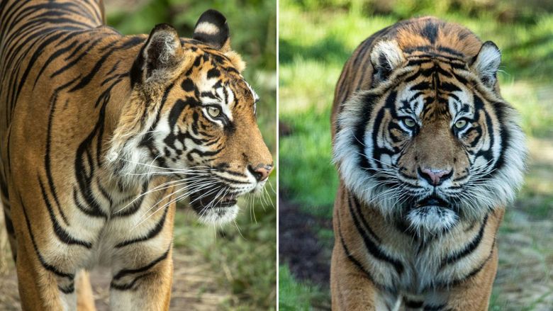 tiger Melati killed in fight