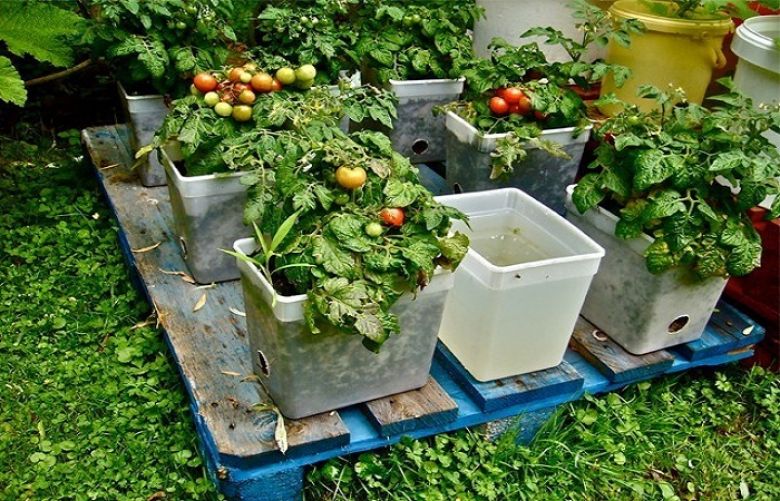 As part of plan, techniques to produce fresh fruits, vegetables will be extended to semi-urban and rural areas. 