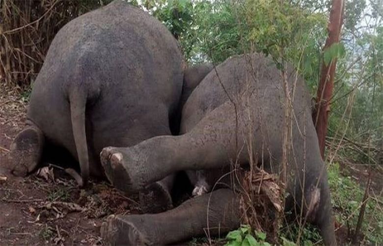 18 elephants believed to be killed after lightning strikes herd in Assam