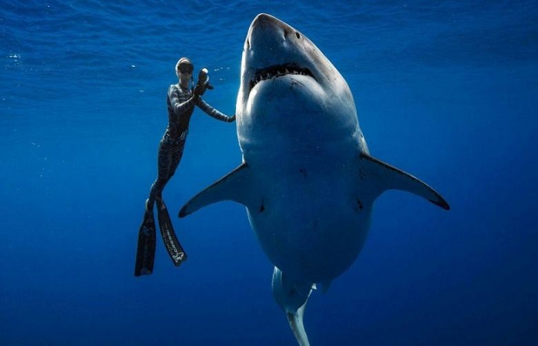 Divers swim with one of biggest great white sharks off Hawaii