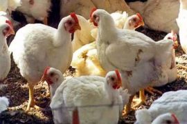 Chicken prices decline in Lahore