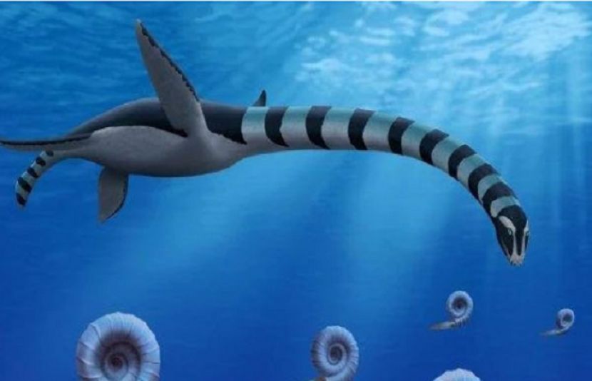 سمندر میں کئی سال قدیم مخلوق دریافت کر لی گئی۔