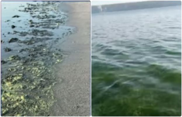 قدرتی معمہ یا خطرے کی گھنٹی؟ مکران کے ساحل پر سمندر سبز ہوگیا