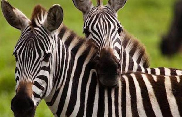 زیبرا کی سفید اور سیاہ دھاریاں حیاتیات کی ایک دلچسپ ارتقائی پہیلی ہیں