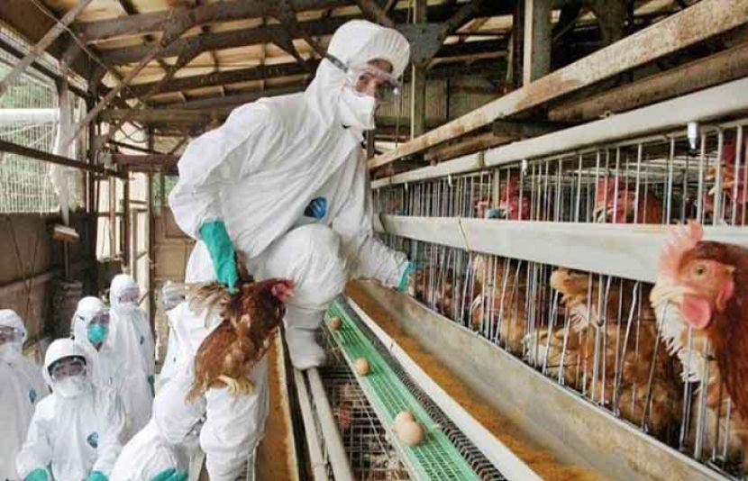 برڈ فلو کیسز کی تصدیق، لاکھوں مرغیوں کو تلف کرنے کا فیصلہ