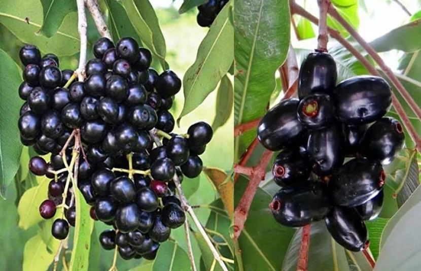 جامن کھانے سےانسانی صحت پر حیرت انگیز اثرات