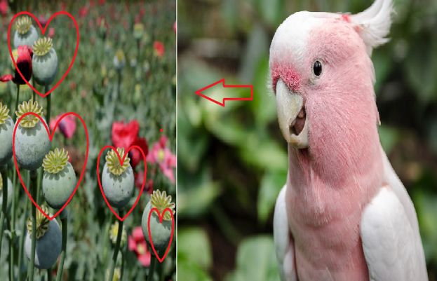 ٓاب طوطے بھی افیون کھانے کے شوقین نکلے