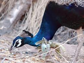 سانگھڑ میں بھی موروں کی بیماری, چار دنوں میں پچیس سے زائد مور ہلاک