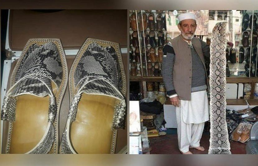 اژدھے کی کھال استعمال کرنے پر پشاور کے دکان دار چچا نورالدین کو 50 ہزار جرمانہ کردیا