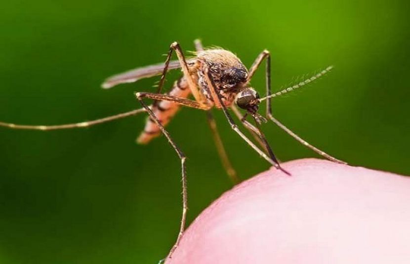 مچھر پلاسٹک کے باریک ٹکڑوں کو جانوروں میں منتقل کررہے ہیں